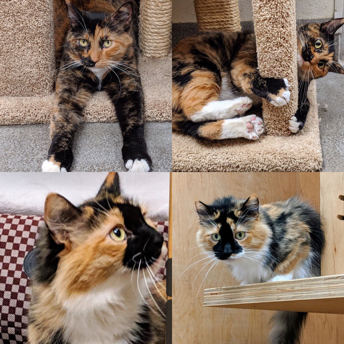 givemesheltersf's tweet photo. Beautiful sisters 💕Marble & Bella💕 have been waiting 68 days to be adopted. 😕 They are sweet, lovable and playful. They are located at Petco - Sloat. Stop by to meet them this weekend Saturday and Sunday from 12-4pm. https://t.co/hI4DbuNKG6
#GMS #bondedcats #calico #sfcats https://t.co/JppEJzCSV9