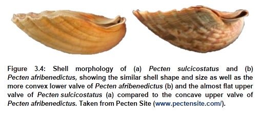 FemoraleShells's tweet photo. Molecular taxonomy of the South African Scallop, Pecten sulcicostatus, https://t.co/cp3no5bhJK #scallop #pecten #SouthAfrica #pectinidae #bivalve #genoma #taxonomy #malacology #biogeography https://t.co/qBzFp8LJcY