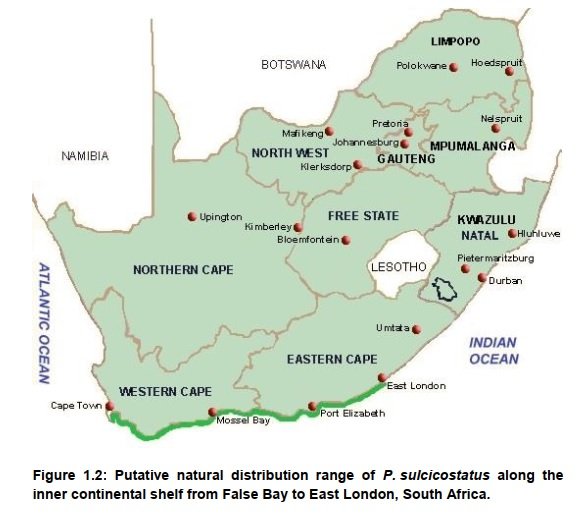 FemoraleShells's tweet photo. Molecular taxonomy of the South African Scallop, Pecten sulcicostatus, https://t.co/cp3no5bhJK #scallop #pecten #SouthAfrica #pectinidae #bivalve #genoma #taxonomy #malacology #biogeography https://t.co/qBzFp8LJcY