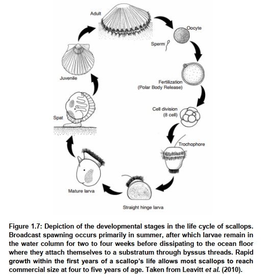 FemoraleShells's tweet photo. Molecular taxonomy of the South African Scallop, Pecten sulcicostatus, https://t.co/cp3no5bhJK #scallop #pecten #SouthAfrica #pectinidae #bivalve #genoma #taxonomy #malacology #biogeography https://t.co/qBzFp8LJcY