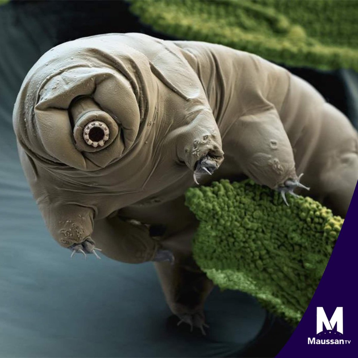 El pasado 11 de abril, el pequeño módulo especial israelí,  "Beresheet" se estrelló en la superficie lunar dejando libres a miles de tardígrados o también denominados, osos de agua, el ser vivo más resistente conocido.

#MaussanTV