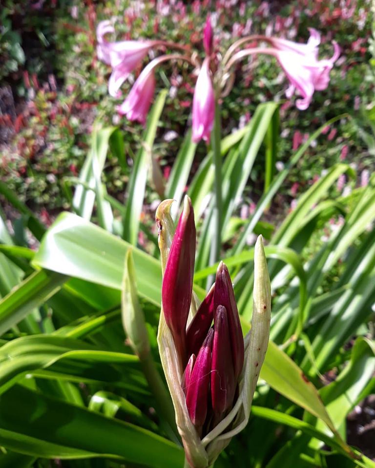 DouentzaGarden's tweet photo. Crinum
#herbaceousborder #mixedborder #gardening #perennials #douentzagarden #Wexford #Ireland #plantcollection #crinum https://t.co/s9tMs7OJ6x