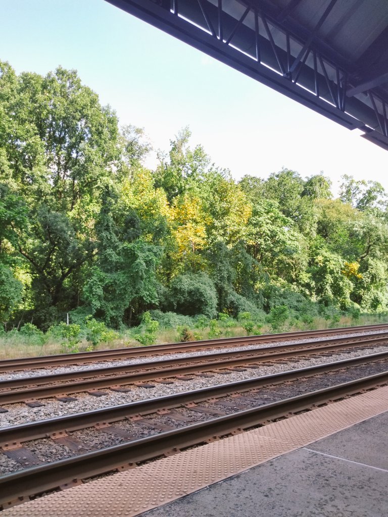 CarlC's tweet photo. Should I be concerned that some trees in front are already turning yellow?  #dmvsummer #crystalcity #earlyaugust #earlyfall #earlyautumn #seasonchange2019 https://t.co/aL6zucufRV