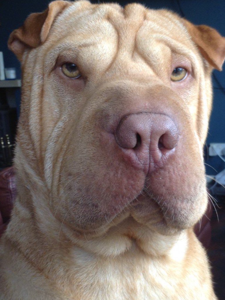 rusgauden's tweet photo. My boy is back, he has taken me to a dark place this week with his health. He is on the mend and I'm over the moon👍👍 https://t.co/1rehu0GBDK