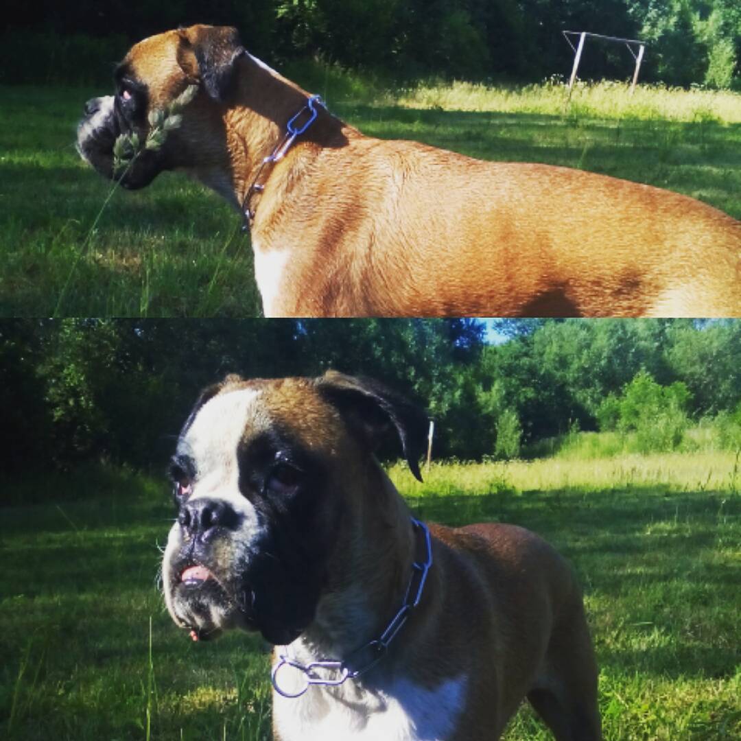 lisaDKeyes's tweet photo. RT
#boxer #boxerdog #boxermom #BoycottWalmart #boxers #cuteboxer #beautifulboxer https://t.co/4BE1zbGWrj