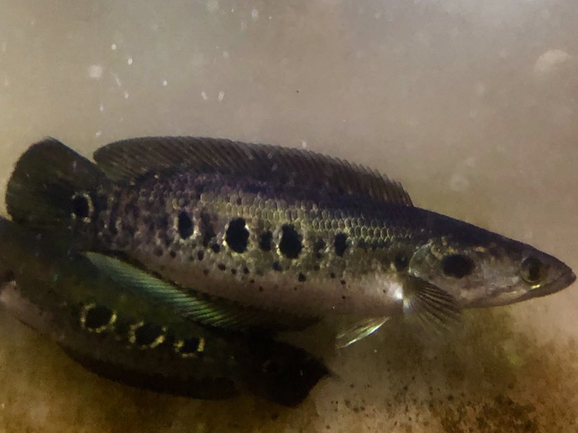 オセレイトスネークヘッド Twitter Search Twitter