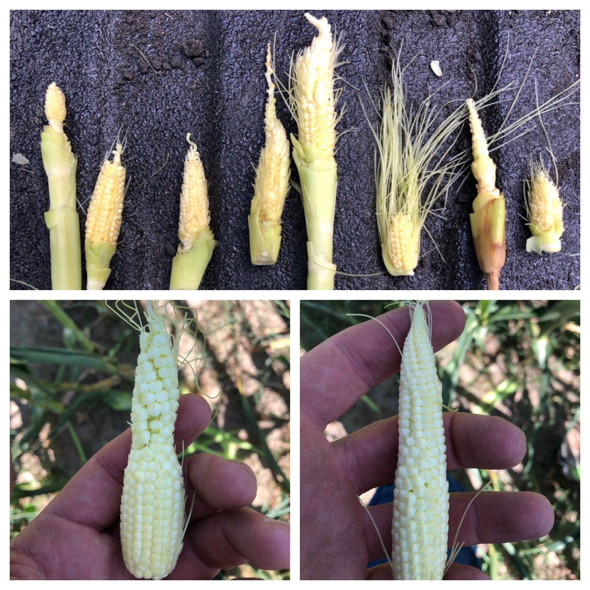 baldagronomist's tweet photo. Unfortunately the off label herbicide calls are popping up on corn and can get ugly.  #grow19 https://t.co/61vEC8M6gK