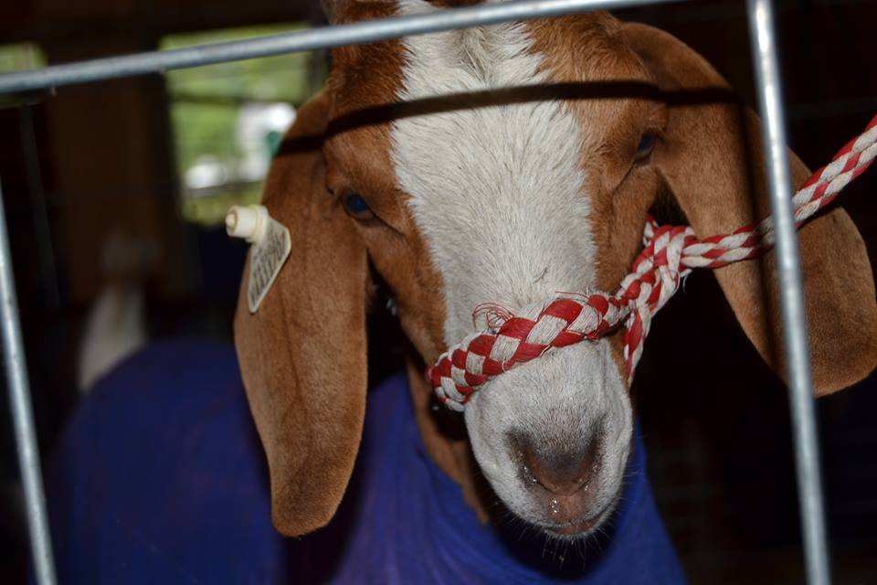 GilesCoVa's tweet photo. Soft serve ice cream, horse pulls, & fireworks, what a great sounding time! Don't believe us, check out this video, & see for yourself! https://t.co/GopWXOYjBv #gilescova #FollowFriday Newport Agricultural Fair #NRV #SWVA #LOVEVA #VALovesAG https://t.co/ky4pvT988t