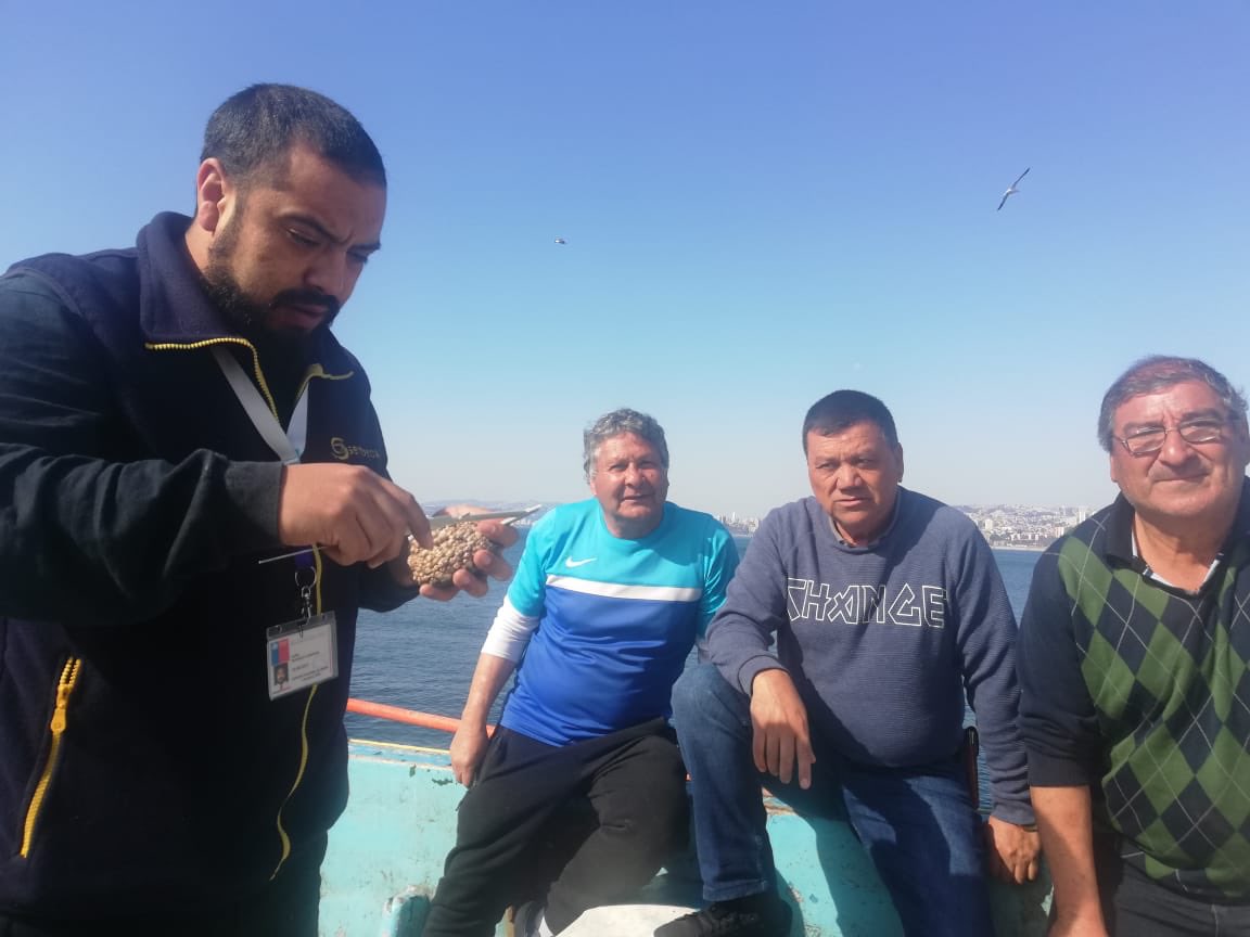 sernapesca's tweet photo. ⭕️ Equipo fiscalizador de la región de #Valparaiso trabajando por la sustentabilidad con los pescadores de Caleta El Membrillo, verificando que la extracción de Locos cumpla con la talla mínima, lo cual asegura un mejor ciclo de reproducción.

#ChileEnMarcha 🇨🇱🐟
@STapiaAlmonacid https://t.co/MKVo9M2GJz