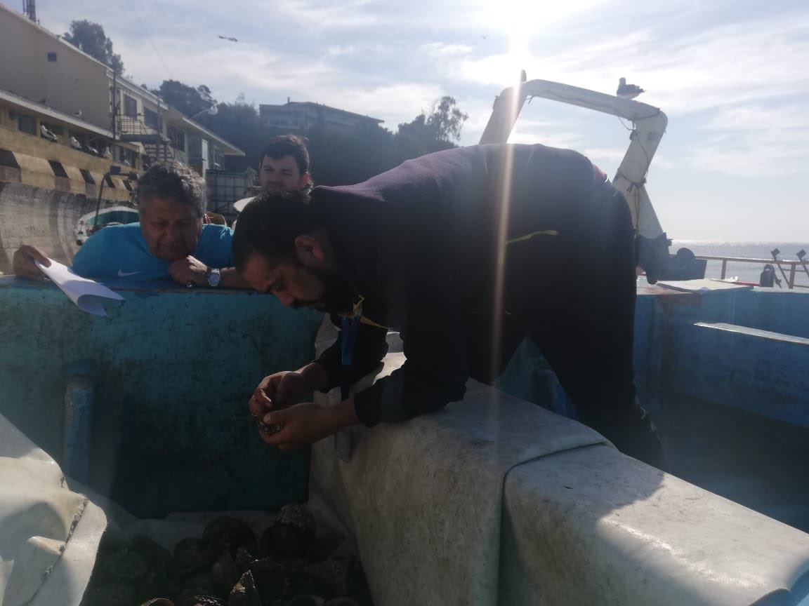 sernapesca's tweet photo. ⭕️ Equipo fiscalizador de la región de #Valparaiso trabajando por la sustentabilidad con los pescadores de Caleta El Membrillo, verificando que la extracción de Locos cumpla con la talla mínima, lo cual asegura un mejor ciclo de reproducción.

#ChileEnMarcha 🇨🇱🐟
@STapiaAlmonacid https://t.co/MKVo9M2GJz