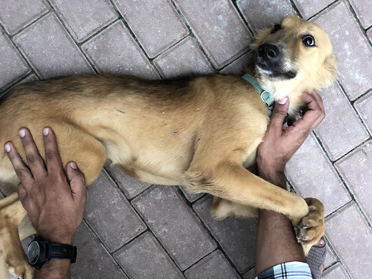 psa_pk's tweet photo. My mood when its Saturday morning 💞 #SaturdayThoughts #AnimalRights #projectsaveanimals #Smile #mood https://t.co/4UECgKGwDK