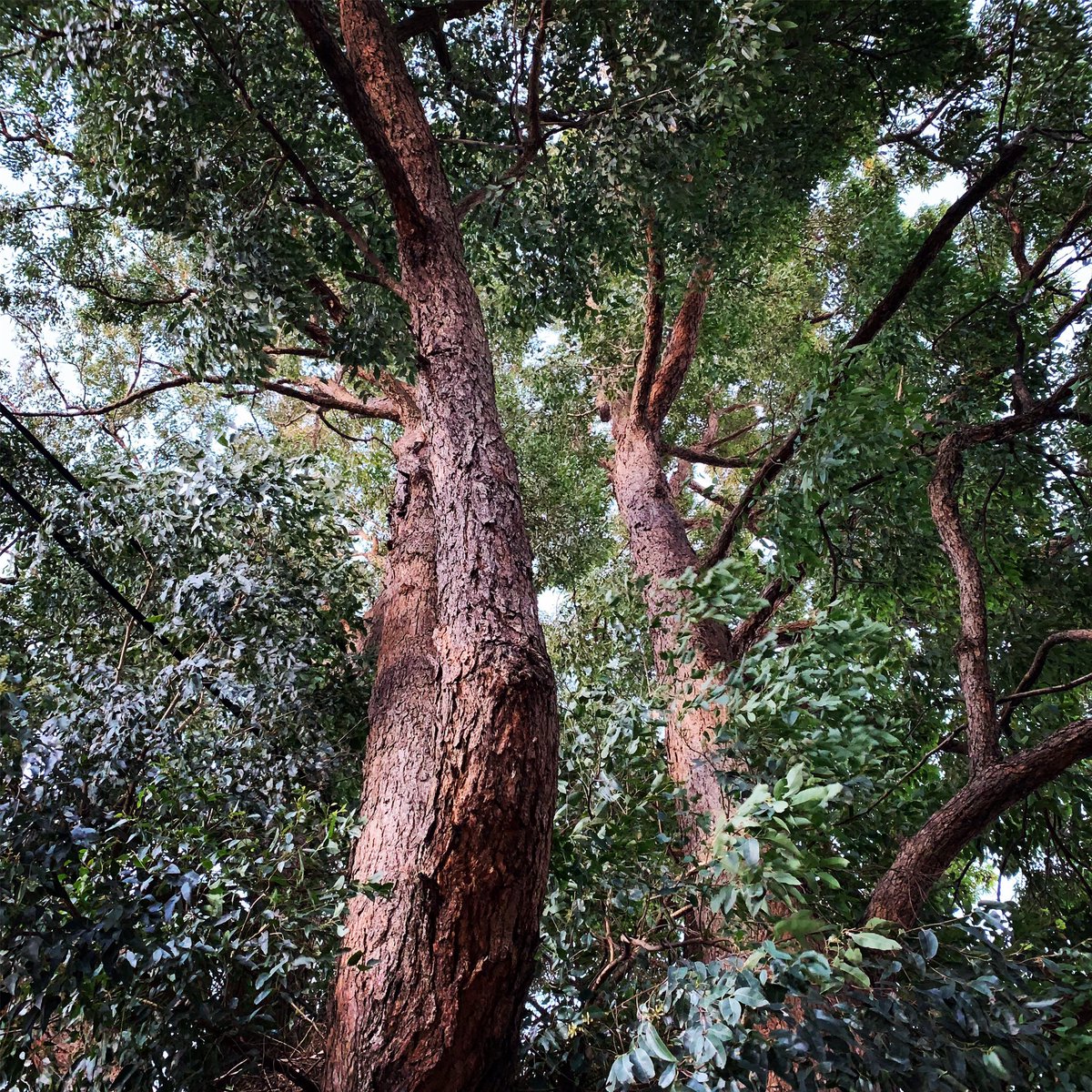 trees_of_sydney's tweet photo. 🌳 Eucalyptus microcorys (Tallowwood) #eucalyptusmicrocorys #tallowwood #tallowood #eucalyptus #eucalypt #gumtrees #gumtree #myrtaceae #angiosperm #australiannativetrees #australiannatives #treesoftheworld #treesofsydney #sydneytrees #trees #tree #sydney https://t.co/qRbySJNHcH