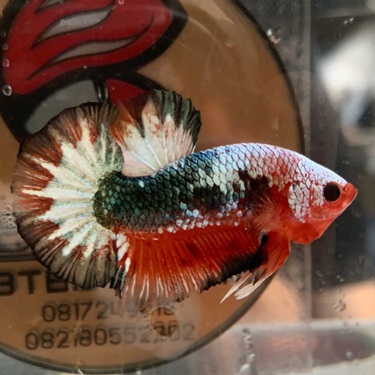 BillyHarianto's tweet photo. Fccp
Size M-

Instagram : @btbetta

#bettasplendens #bettafish #bettaindonesia #cupanghias #fccpwsindonesia #fccp #fccpbetta #fccpvietnam #cupangfancycooper #fancycooper #fccpindonesia #whitescale #whitescalebetta #cupangwhitescale #cupangfccp #cupangws #btbetta https://t.co/frDN9HxA0y