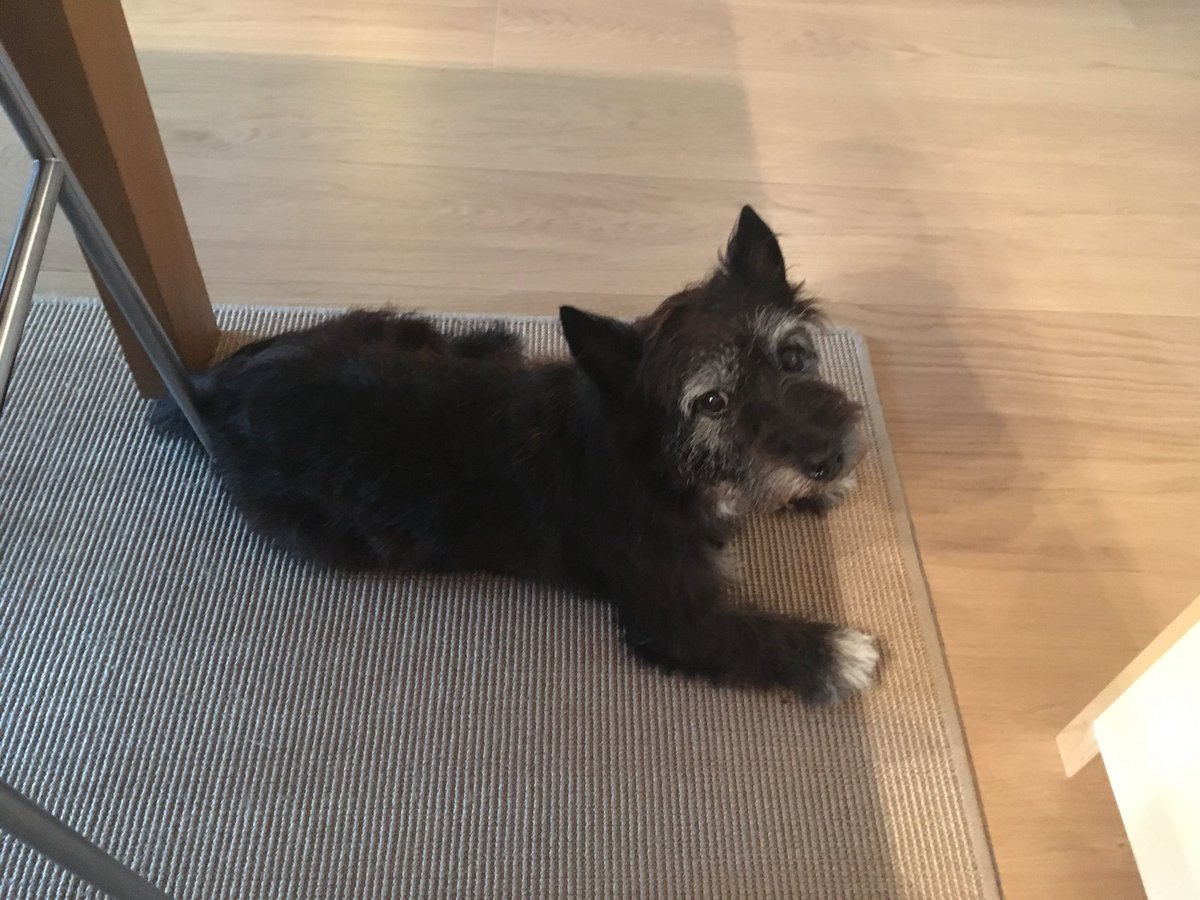 hanszv's tweet photo. Ik ben veel leuker! Woef woef! 🤭 https://t.co/cCtuuhre4p