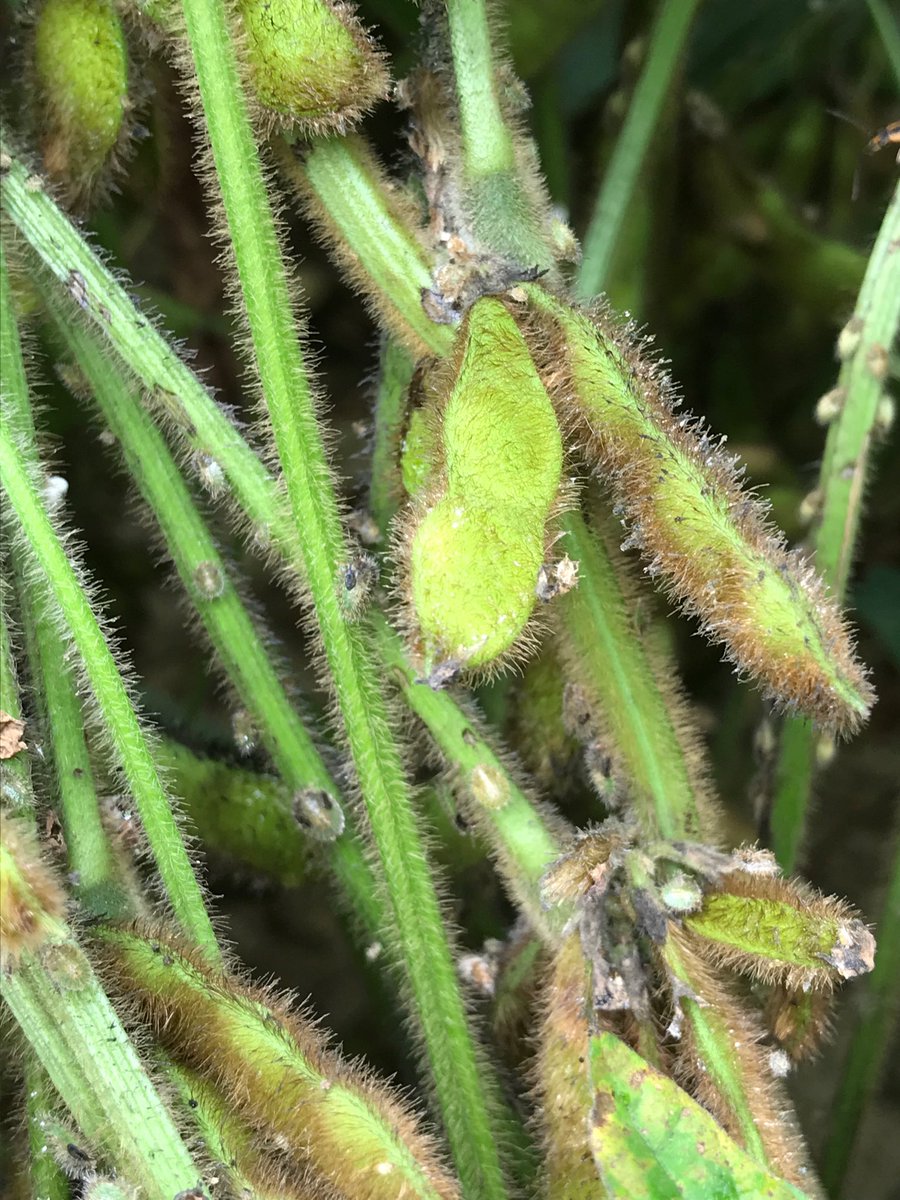 Don Cook tweet media