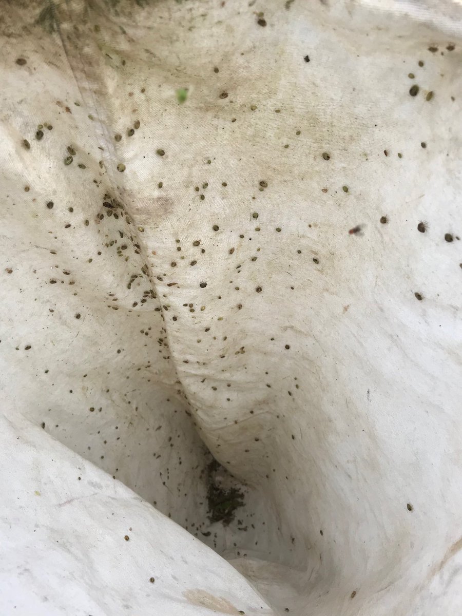 Lots of kudzu bugs and lots of Beauvaria ⁦<a href="/JeffGore99/">Jeffrey Gore</a>⁩ ⁦<a href="/acatchot/">Angus Catchot</a>⁩ ⁦<a href="/WhitneyDCrow/">Whitney</a>⁩