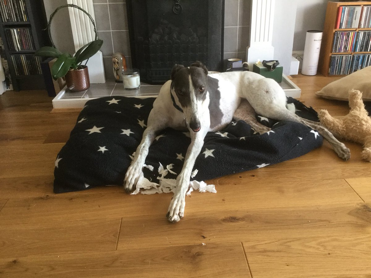 littlemissbugs's tweet photo. @Isis_Whippet Pea - Did someone call my name? 🤗😘#princesspea https://t.co/Z4sAZXaQjX
