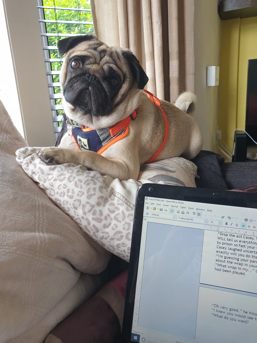 Harvey_pug's tweet photo. Keeping watch while you work😎 https://t.co/JWRy6VdLd6