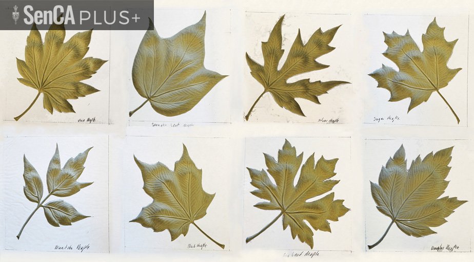 SenateCA's tweet image. A series of maple-leaf motifs in the Senate of Canada Building represent maple varieties found from Newfoundland and Labrador to Vancouver Island. Read more: ow.ly/Ck3W50vt6gB #SenCA #DYK #Canada #architecture #cdnpoli