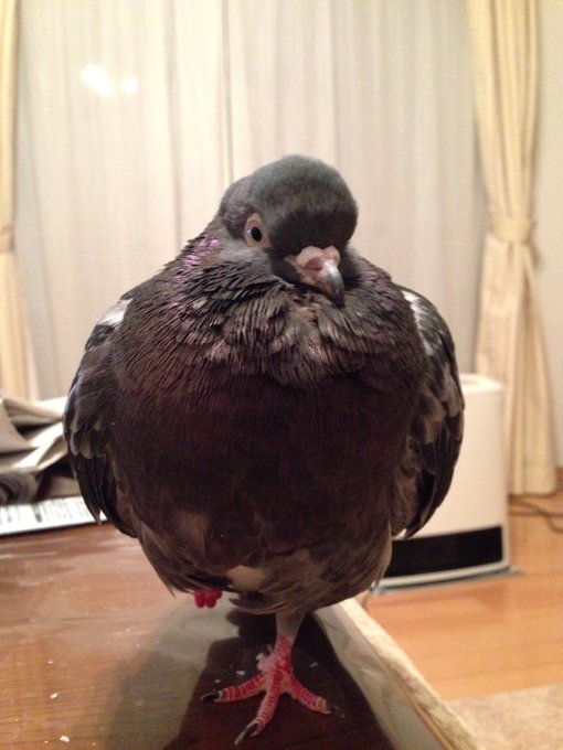鳩のtwitterイラスト検索結果 古い順 鳩のtwitterイラスト検索結果 古い順