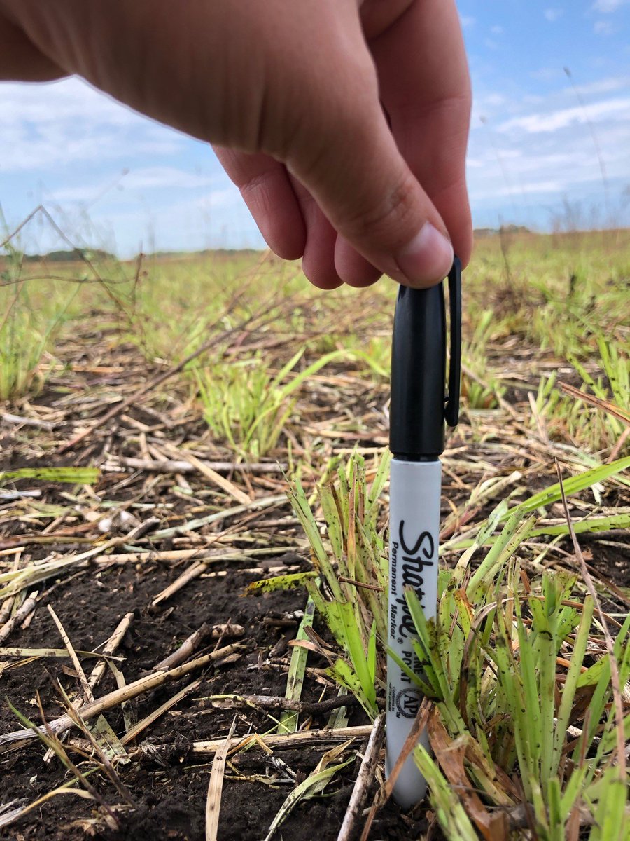 DrBart_Beef's tweet photo. Effect of grazing disturbance on new perennial forage cultivars - @sim_cassidy #AppliedForageResearch study @LFCE_usask with @DiegoMoyaSask #foragepersistence #grazepreference #grazebehaviour @agbiousask https://t.co/jEPSidPn9H