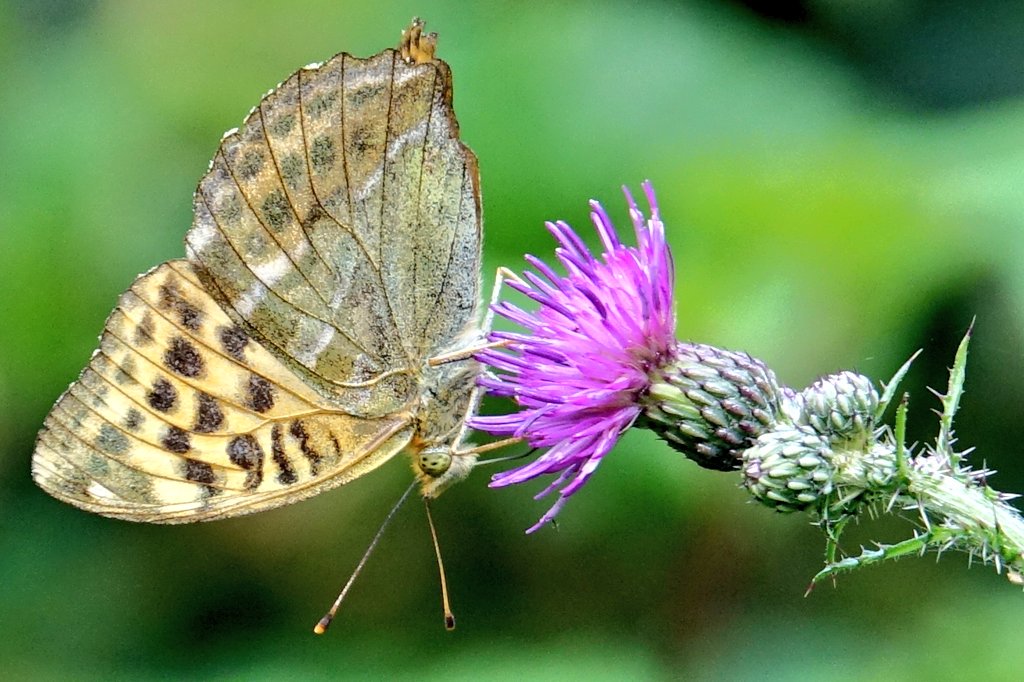 Butterfly_pics's tweet photo. Just love these #silverwashedfritillary #butterfly - one of many at @savebutterflies  Trench Wood #Worcestershire - a great place for another #ButterflyCount @bbcmtd https://t.co/DltQ70mUie