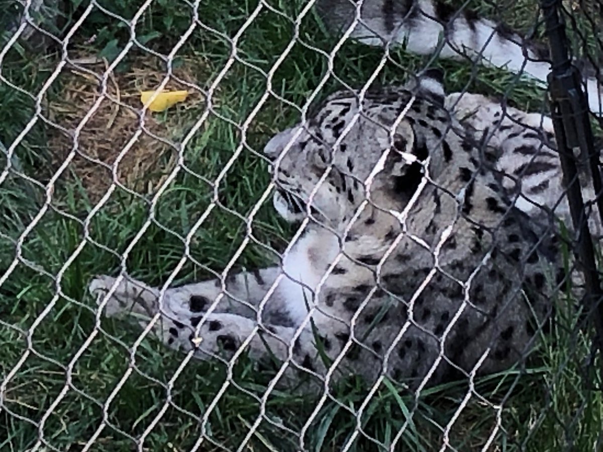 htmlmt's tweet photo. Hmm, Snow Leopard doesn't really have any new features. #nejsconf https://t.co/imMXADnSEZ