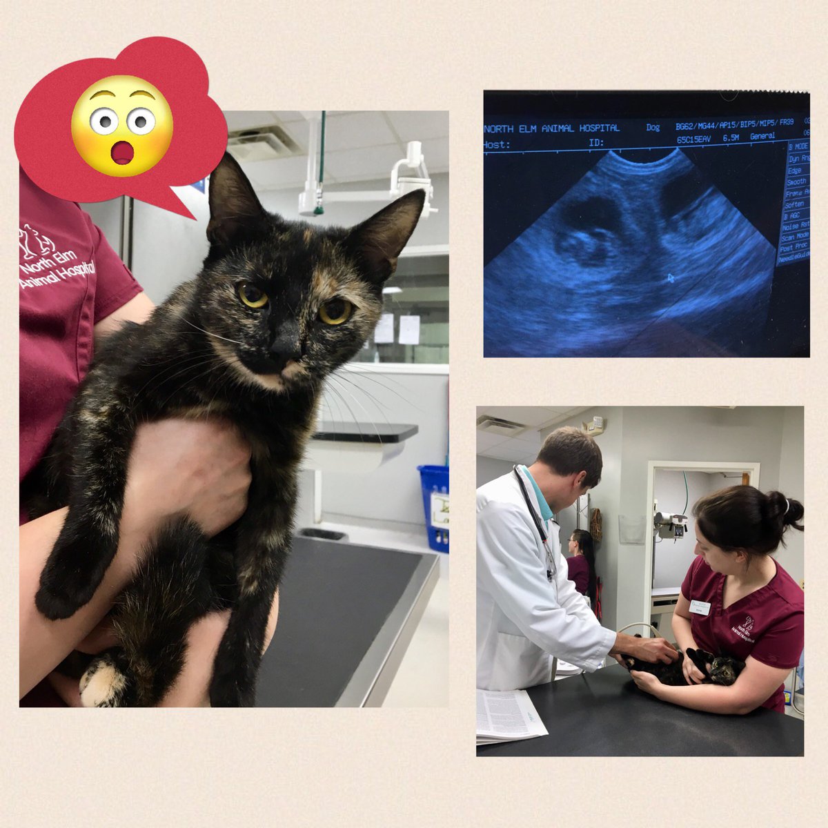northelmanimal's tweet photo. It seems that there are little buns in a little oven! 
Spazzy Sumrall received an ultrasound with Dr. Borgmann and Assistant, Annie, to confirm to big news.  Better start getting your rest, Spazzy! There will be no sleep for awhile once those little critters are here! https://t.co/ittY1pSj0A