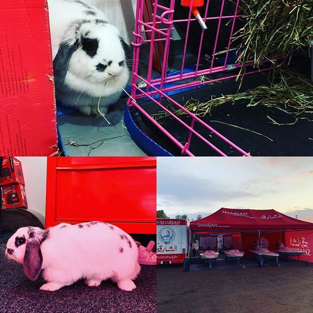 SamiSelioTeam's tweet photo. We are ready for RaceWKND Kotka.... And finally also Hilma the bunny is with us and hopefully will bring the luck for us.... what next.... F1??? #samiselioteam #samiselio #sharjahteam #f1sharjah #spv_vesilla #uimpowerboating #kids #family #milwaukeetoolfi #rvstechnology #mad… https://t.co/VKJiZALFEz