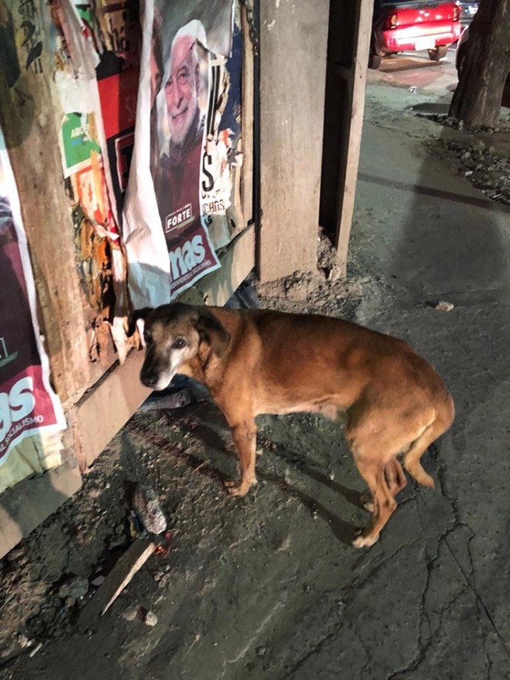 PatriciaTouche's tweet photo. Está en la esquina de San Juan y Pichincha, quiso entrar en la obra, pero los obreros no lo dejaron. Es muy bueno, necesita tránsito o adopción. https://t.co/aKrwg2uUvL