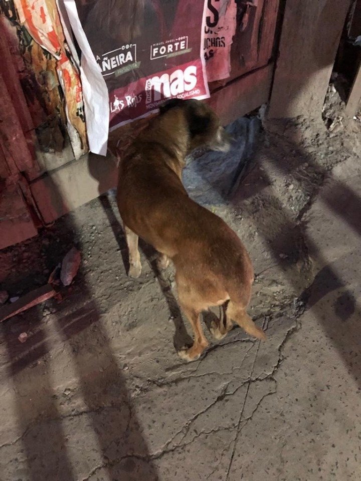 PatriciaTouche's tweet photo. Está en la esquina de San Juan y Pichincha, quiso entrar en la obra, pero los obreros no lo dejaron. Es muy bueno, necesita tránsito o adopción. https://t.co/aKrwg2uUvL