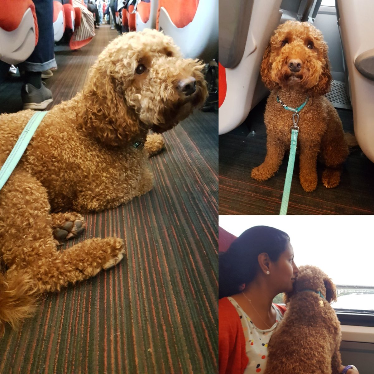 Milo's first train adventure on the 09.29 Newcastle to London <a href="/LNER/">London North Eastern Railway</a>. Making friends with the LNER staff and fellow passengers!  #dogsonboardtrains #LNER