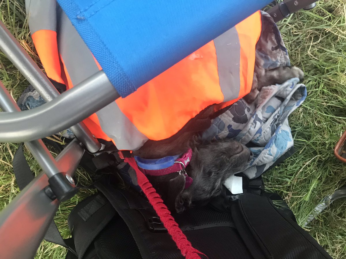 #cropredy2019
Molly 14 weeks old chilling iut