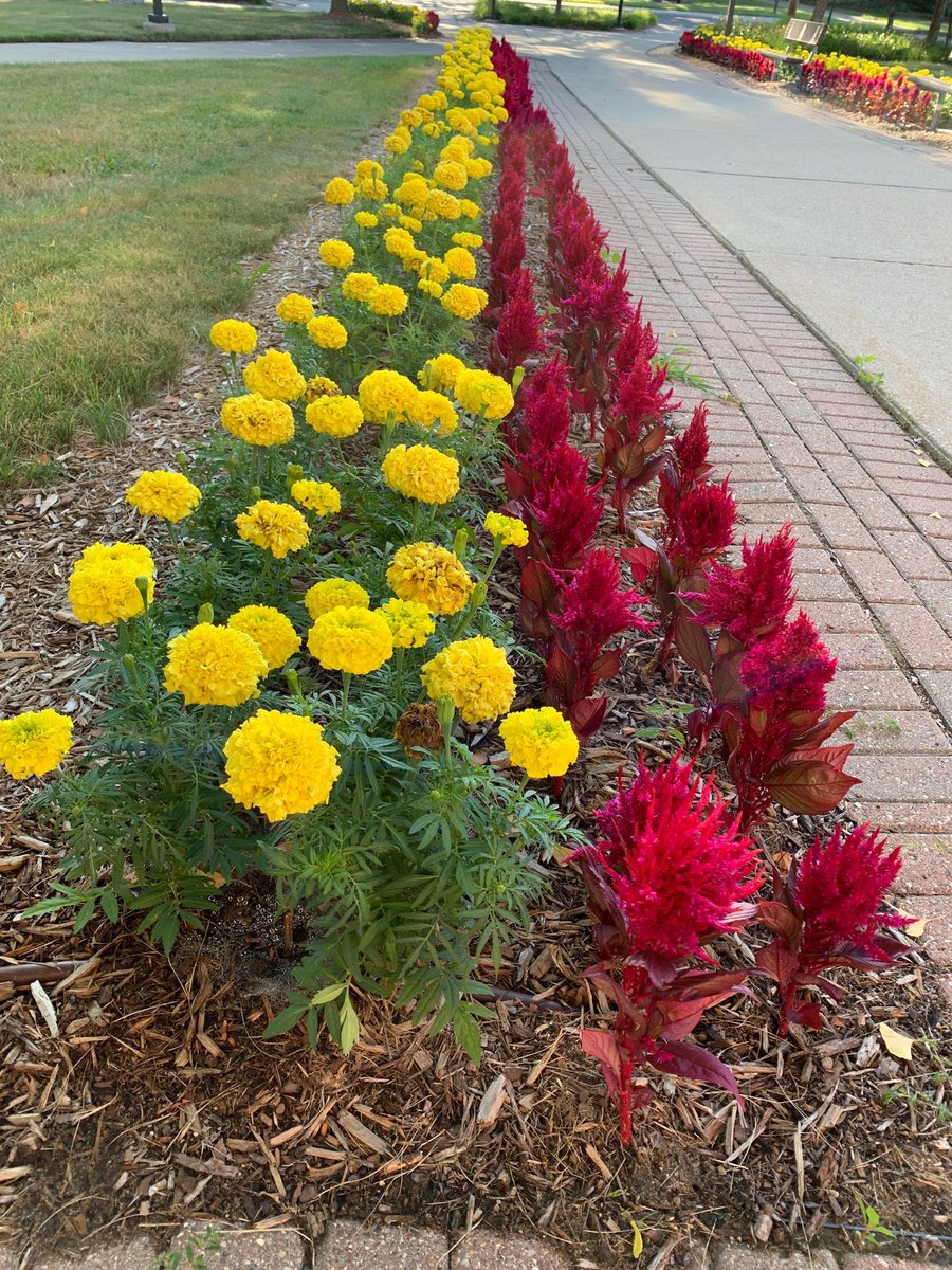 cmichprez's tweet photo. Thank you to the members of the CMU Facilities Management Team—from Grounds Crew, Building Technicians, Custodial Staff, Skilled Trades, and everyone else involved in getting campus ready for the arrival of our students and the start of Semester! Campus looks great!! https://t.co/5T6z0DSl7Y