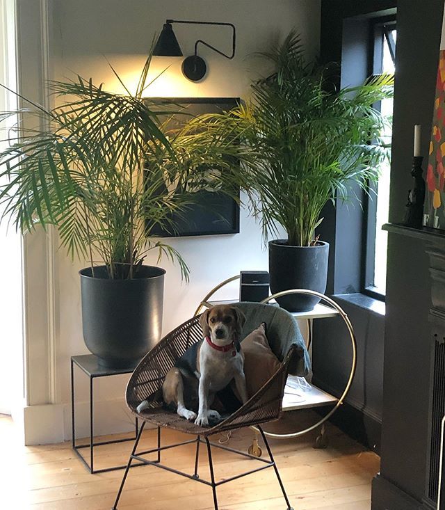 ARBOLhouse's tweet photo. I can’t take my camera out without Monty appearing on my pics. Trust me, he was not invited. Happy weekend! #livingroomdecor #livingroominspo #livingroominspiration #atmine
#homedecor
#interiordesign
#interiors
#homesweethome
#homestyle
#homeinspo … https://t.co/1peN0uHP3n https://t.co/Zi66cV0jDw
