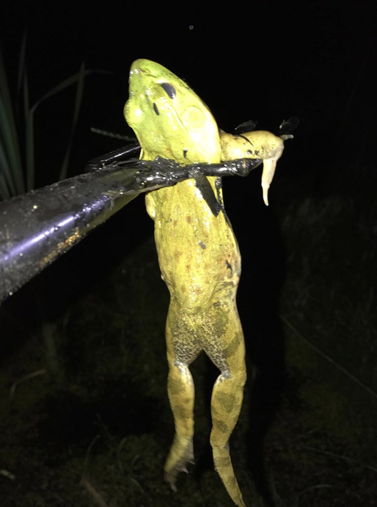 Mytquinn69's tweet photo. #CallMeStrangeBut I've never been frog gigging. EVER! https://t.co/MHQ2nDtC3L