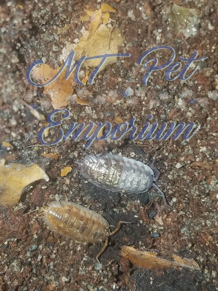 mtpetemporium's tweet photo. One of my favorite Oniscus Asellus!
https://t.co/2E8zHjeT8J
#isopods #isopod #woodlice #rolypoly #rollypoly #pillbug #crustacean #porcellio #Armadillidium #PorcellionidesPruinosus #OniscusOsellus #mtpetemporiumisopods #mtpetemporium https://t.co/raN66HFGmj