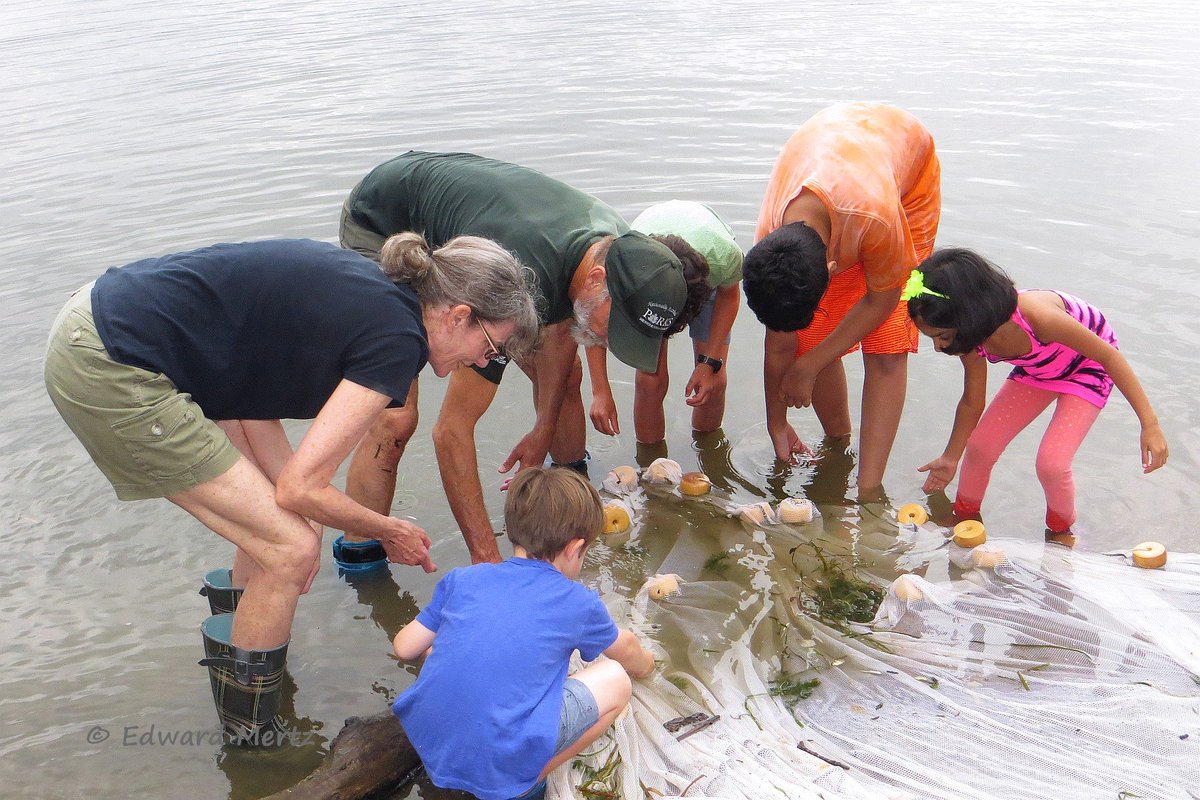 WestchesterPark's tweet photo. Participate in the Great Hudson River Estuary Fish Count, tomorrow, Aug. 10, 12:45 p.m. at Croton Point Park! Photo credit: Ed Mertz.
#mywestchester #fishcount https://t.co/so5xkhDa63