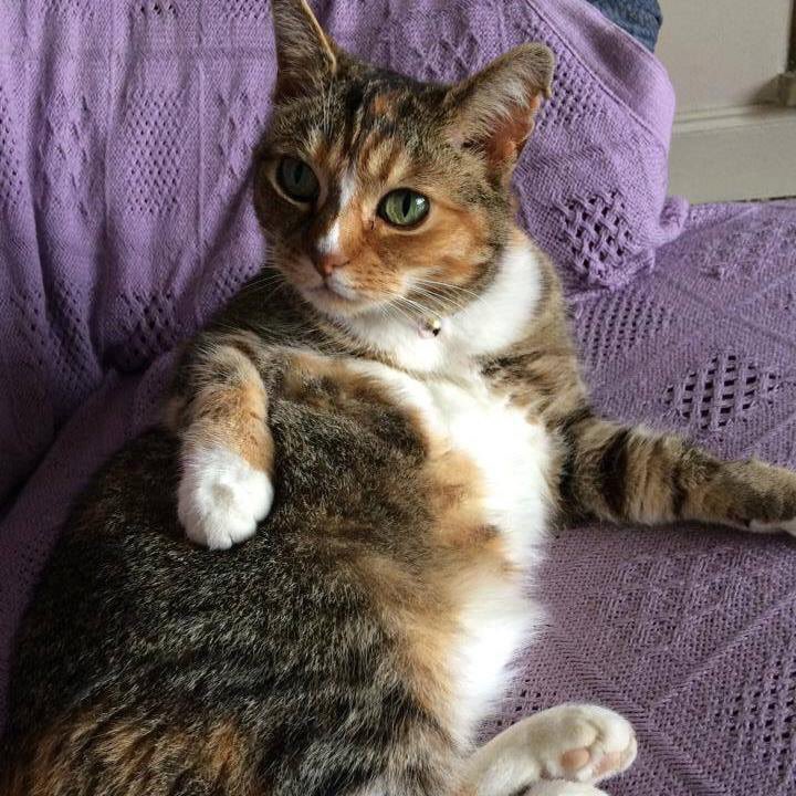 LishSquitten's tweet photo. Evening all 😁😺 https://t.co/r5V9rZuLB8