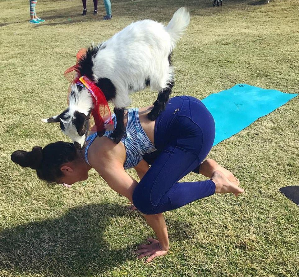 SaxonHealth's tweet photo. Feeling stressed out lately? Come do some downward dogs with the goats. It’s exactly what it sounds like: doing asanas outside while peaceful baby goats prance around and on you. #Fridaysitsthelittlethings #saxonhealth #holistichealth #getactive https://t.co/Lttu1t2YTz