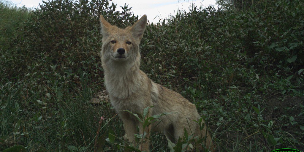 NationalZoo's tweet photo. #Coyotes have adapted to live in a variety of environments. They were once only found on prairies & in deserts ๐๏ธ. ๐ธ #CameraTraps at the American Prairie Reserve allow our scientists to study animals on the prairie and how they use the land. #ConservationCam https://t.co/wQ890kf13S