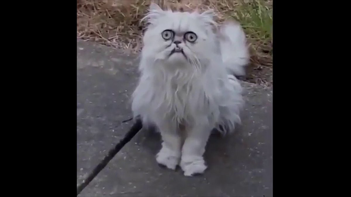 kittyBubbles99's tweet photo. #CallMeStrangeBut
Don’t call me late for Supper... https://t.co/n6cHjnnhhy