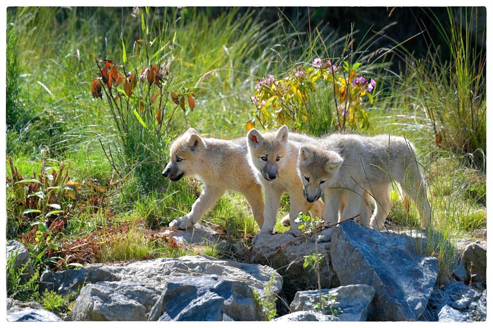 AuboisVeronique's tweet image. Friday Furry Family
Arctic #Wolf Pups 🐺🐺🐺 @zoobeauval @delphinedelord 
#ArcticWolves have fur on the paws to insulate them from snow and ice and also provide for a better grip on slippery surfaces.
©Véronique AUBOIS -
