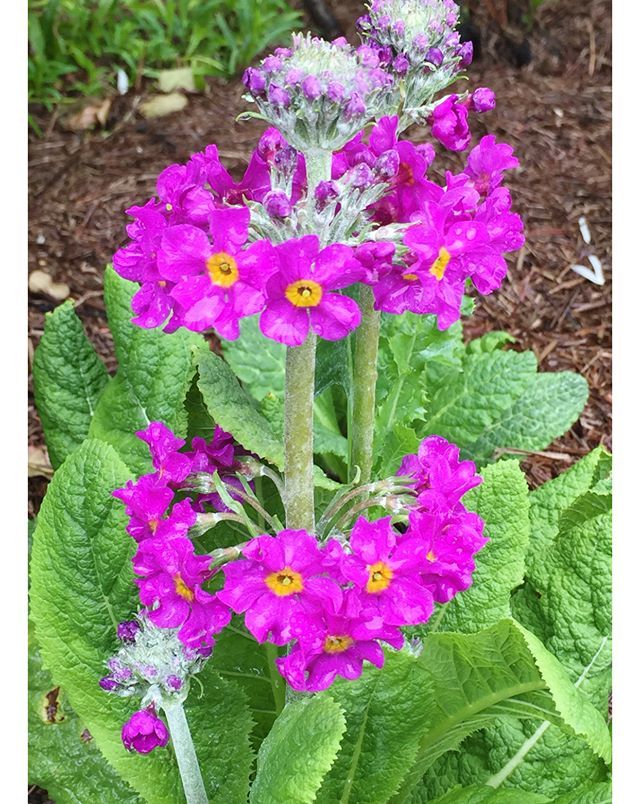 epub free radical telomerization 1974 epub