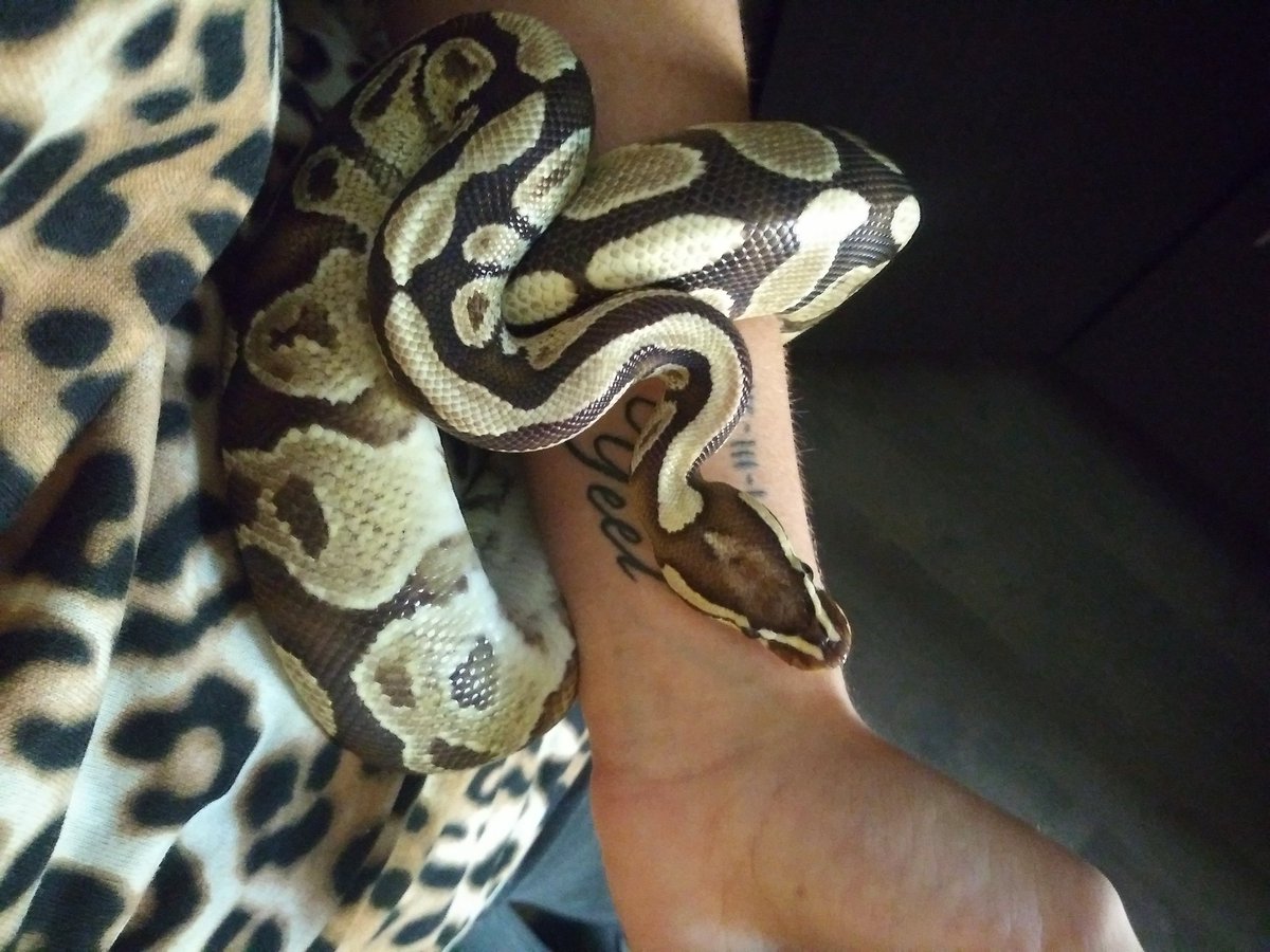 itsDCLXVI's tweet photo. L U C I F E R 🐍✨ https://t.co/8uY6XHOFsd