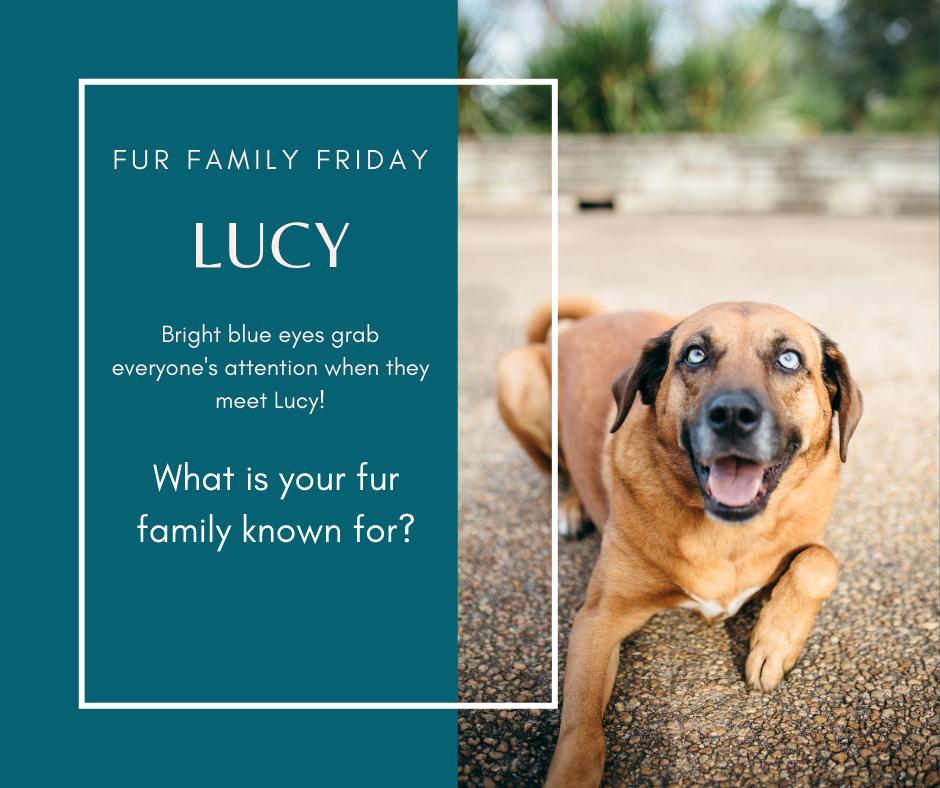 MaxHugoDesign's tweet photo. FUR FAMILY FRIDAY
Lucy is our resident Studio Dog! She is a 7 year old rescue pup that greets all Sew Fine II visitors with a wagging tail and happy howl. Lucy is best know for her bright blue, expressive eyes. https://t.co/dZ5SNqPkf4