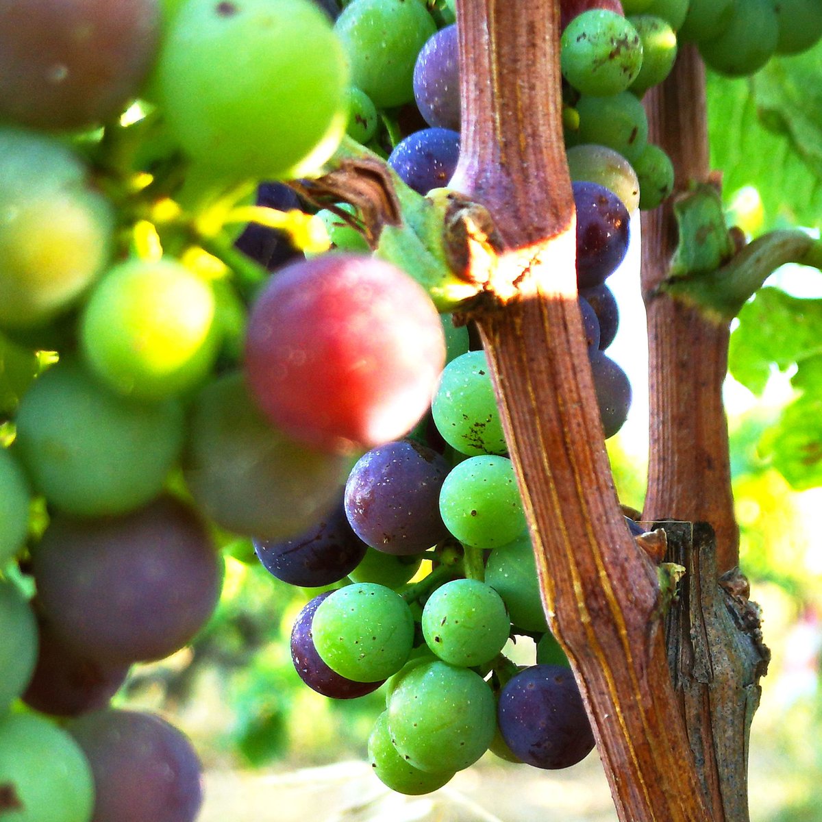 MelodyPallas's tweet photo. Dans la Vallée du Rhône, la reine #Syrah revêt ses plus belle couleurs 🍇 c'est le début de la #véraison !
#VinsdeVienne https://t.co/aenrCiKnco