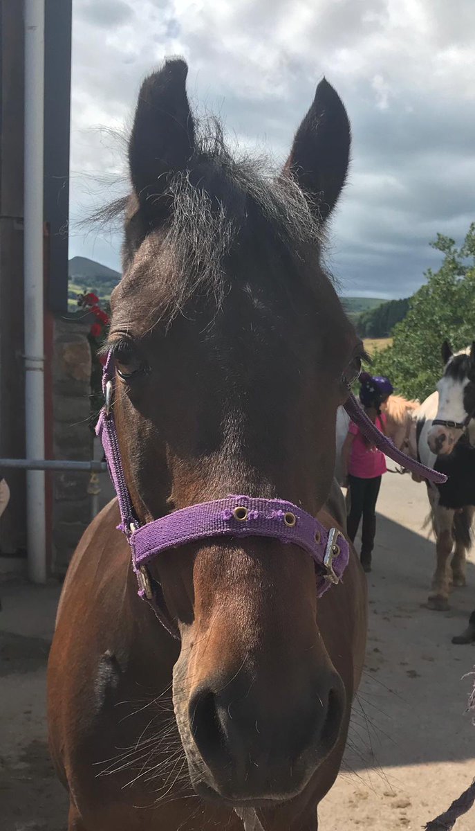 Glanusk's tweet photo. Have always highly recommended #trileyfieldsequestriancentre for a wonderful experience for all abilities young and old! #ponyclub #trekking #events #polocrosse #workinghunter #crosscountry #showjumping #dressage + If you are visiting do look them up. @visitwales #tourism #wales https://t.co/RelLBsBLXe