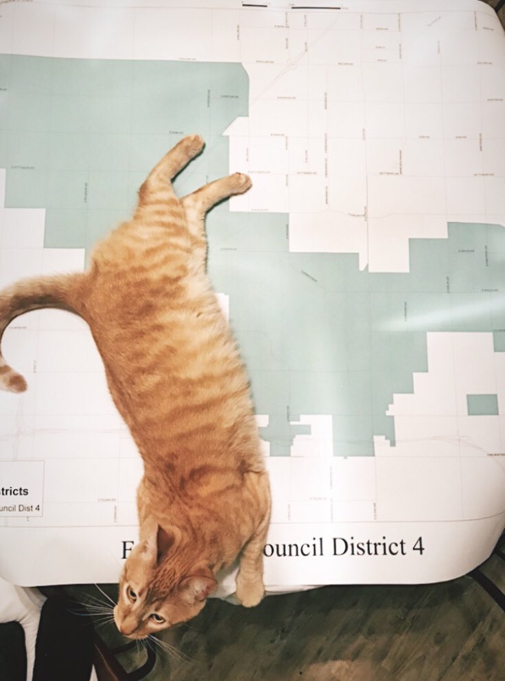 Maxwell4Fresno's tweet photo. This week’s edition of #CatsofD4, featuring my very own 😸.
Sometimes it’s worth walking later into the evening if it means petting more cats. https://t.co/MpCikFsGXw