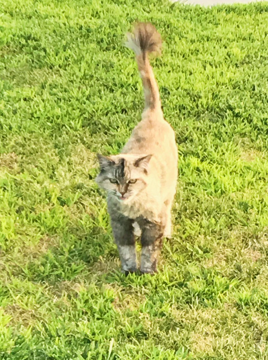 Maxwell4Fresno's tweet photo. This week’s edition of #CatsofD4, featuring my very own 😸.
Sometimes it’s worth walking later into the evening if it means petting more cats. https://t.co/MpCikFsGXw